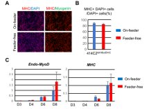 iPS細胞から高効率で安定的な骨格筋細胞を作製する方法を開発