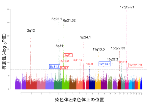 ぜんそくに関わる新しい遺伝子領域を発見