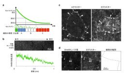 シグナル分子(モルフォゲン)の足場となる点状構造の発見