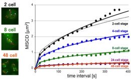 初期胚発生過程における染色体の動きの変化を検出