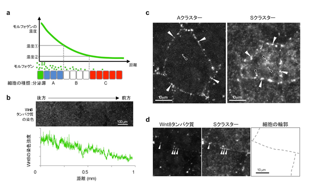 シグナル分子(モルフォゲン)の足場となる点状構造の発見