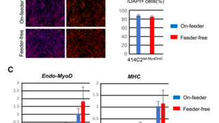 iPS細胞から高効率で安定的な骨格筋細胞を作製する方法を開発