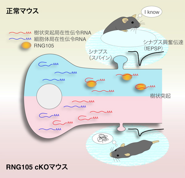 長期記憶形成に必須な分子メカニズムを特定