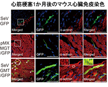 細胞移植を必要としない新たな心臓再生医療の実現へ期待