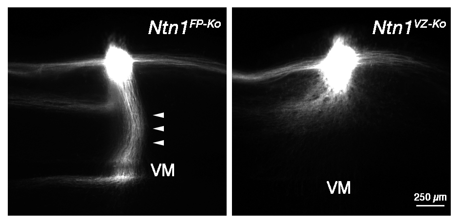 神経回路形成の基本原理に見直しを迫る