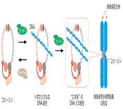 姉妹染色分体間接着の形成機構を解明〜コヒーシンはDNAの結束バンド !?〜