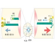 APCは紡錘体を引っ張る力のブレーキ がん抑制遺伝子APCの新しい機能の発見