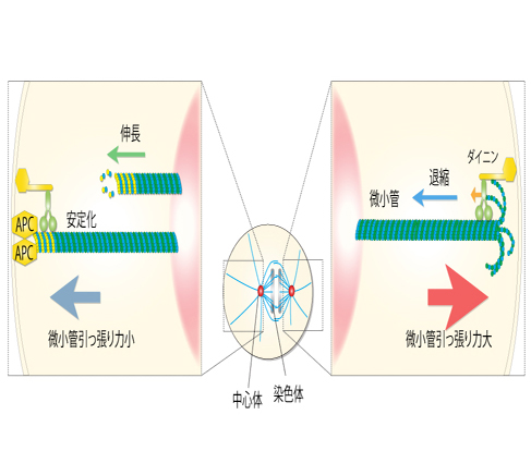 APCは紡錘体を引っ張る力のブレーキ がん抑制遺伝子APCの新しい機能の発見