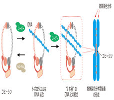 姉妹染色分体間接着の形成機構を解明〜コヒーシンはDNAの結束バンド !?〜