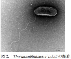 生命誕生に迫る始原的代謝系の発見～多元的オミクス研究による新奇TCA回路の証明～