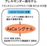 難治性神経変性疾患「アレキサンダー病」の原因分子を発見