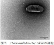生命誕生に迫る始原的代謝系の発見～多元的オミクス研究による新奇TCA回路の証明～