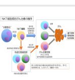 進行・再発固形がんを対象とした医師主導治験を開始～NKT細胞活性化による新規治療法の開発～