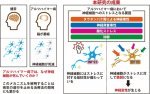 アルツハイマー病における神経細胞死への感受性に関与するメカニズムの一端を明らかに アルツハイマー病における神経細胞死への感受性に関与するメカニズムの一端を明らかに