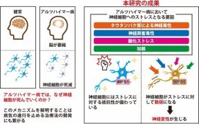 アルツハイマー病における神経細胞死への感受性に関与するメカニズムの一端を明らかに