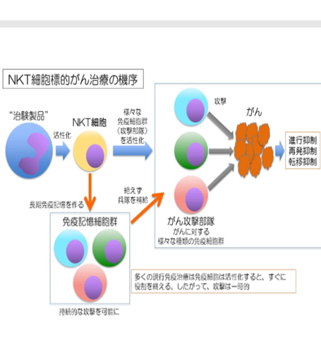 進行・再発固形がんを対象とした医師主導治験を開始～NKT細胞活性化による新規治療法の開発～