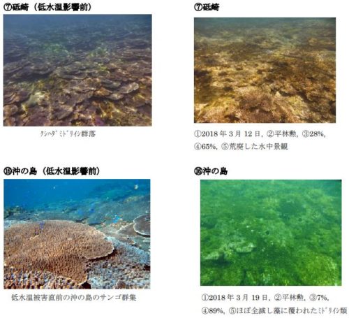 冬季低水温によるサンゴ群集への影響把握調査結果について～モニタリングサイト1000サンゴ礁調査～