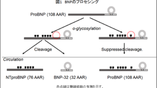 急性心不全患者の重症度とBNP分子比の関連を明らかに