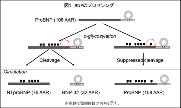 急性心不全患者の重症度とBNP分子比の関連を明らかに