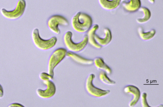 世界初、緑藻ムレミカヅキモの全ゲノム解読に成功