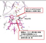 活性型ビタミン B12がラジカル酵素反応を制御する仕組みを世界で初めて発見