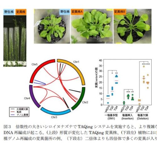 生物の形質改良を加速する新しいゲノム改良技術の発明