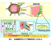 無細胞技術を活用し、血液脳関門バリア機能を担うクローディン5を阻害する抗体を創出