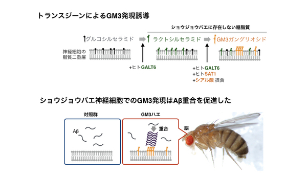 アルツハイマー病の原因タンパク質Aβの重合促進に働く糖脂質ガングリオシドをショウジョウバエの脳に発現させることに成功