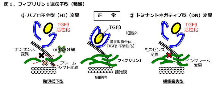 マルファン症候群の原因遺伝子FBN1の変異型が大動脈瘤・解離症の進展に及ぼす影響について
