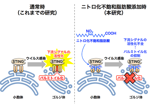 ニトロ化不飽和脂肪酸による自然免疫応答の制御機構の解明