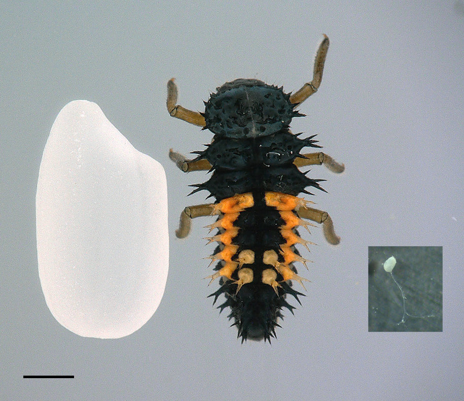 テントウムシの卵巣移植および卵巣凍結保存に成功