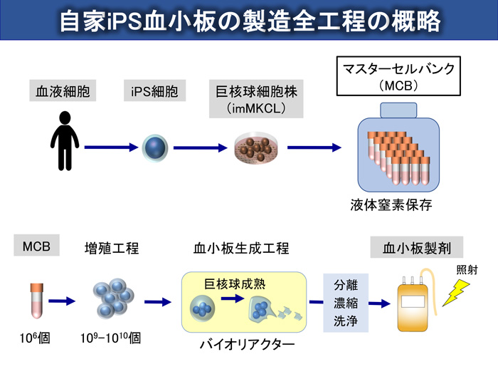 「血小板輸血不応症を合併した再生不良性貧血」患者を対象とするiPS細胞由来血小板の自己輸血に関する臨床研究について