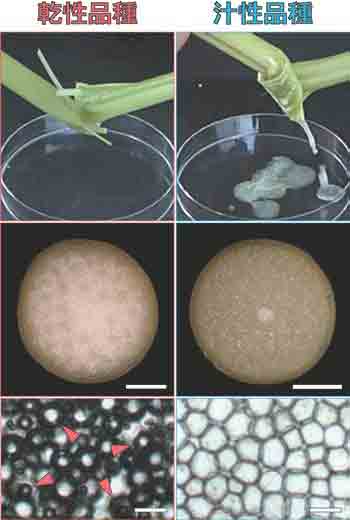 ソルガムにおける乾汁性決定遺伝子の発見～糖やエタノールの生産性向上に関わる100年来の謎を解明～