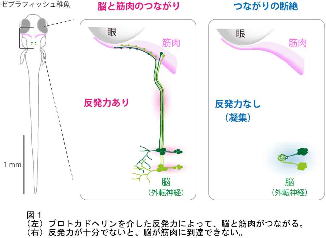 斜視、早期治療への可能性を拓く