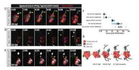 膵島（ランゲルハンス島）の神経支配様式の解明