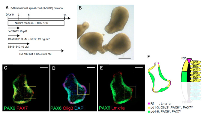 ヒト多能性幹細胞から3次元脊髄組織の分化誘導に成功