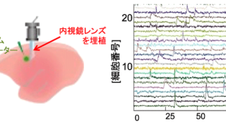 世界初・自由行動環境下における霊長類の大脳皮質深部の多細胞活動の計測に成功