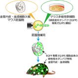 動物体内で胚盤胞補完法によるマウス多能性幹細胞由来の 血管内皮と血液細胞の作製に成功