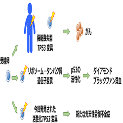 がん抑制遺伝子TP53の活性化変異が原因で起こる「新たな先天性骨髄不全症」を発見
