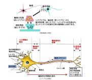 難治性乳幼児てんかんの責任遺伝子を特定し、その病態メカニズムを解明しました