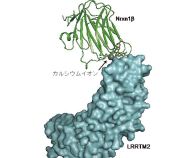 神経発達障害に関連する細胞接着分子がカルシウムイオンを介して 神経細胞同士を適切につなぐ仕組みの解明