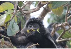 コロブス類霊長類の甘味感覚の低下を見出しました