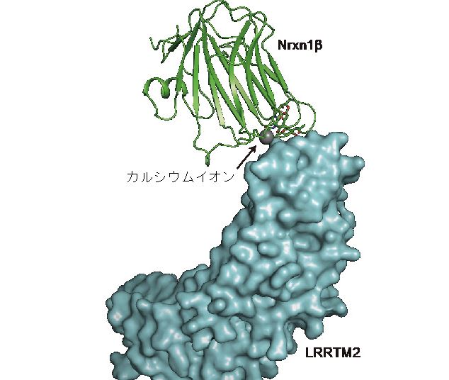 神経発達障害に関連する細胞接着分子がカルシウムイオンを介して 神経細胞同士を適切につなぐ仕組みの解明