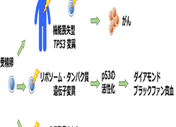 がん抑制遺伝子TP53の活性化変異が原因で起こる「新たな先天性骨髄不全症」を発見