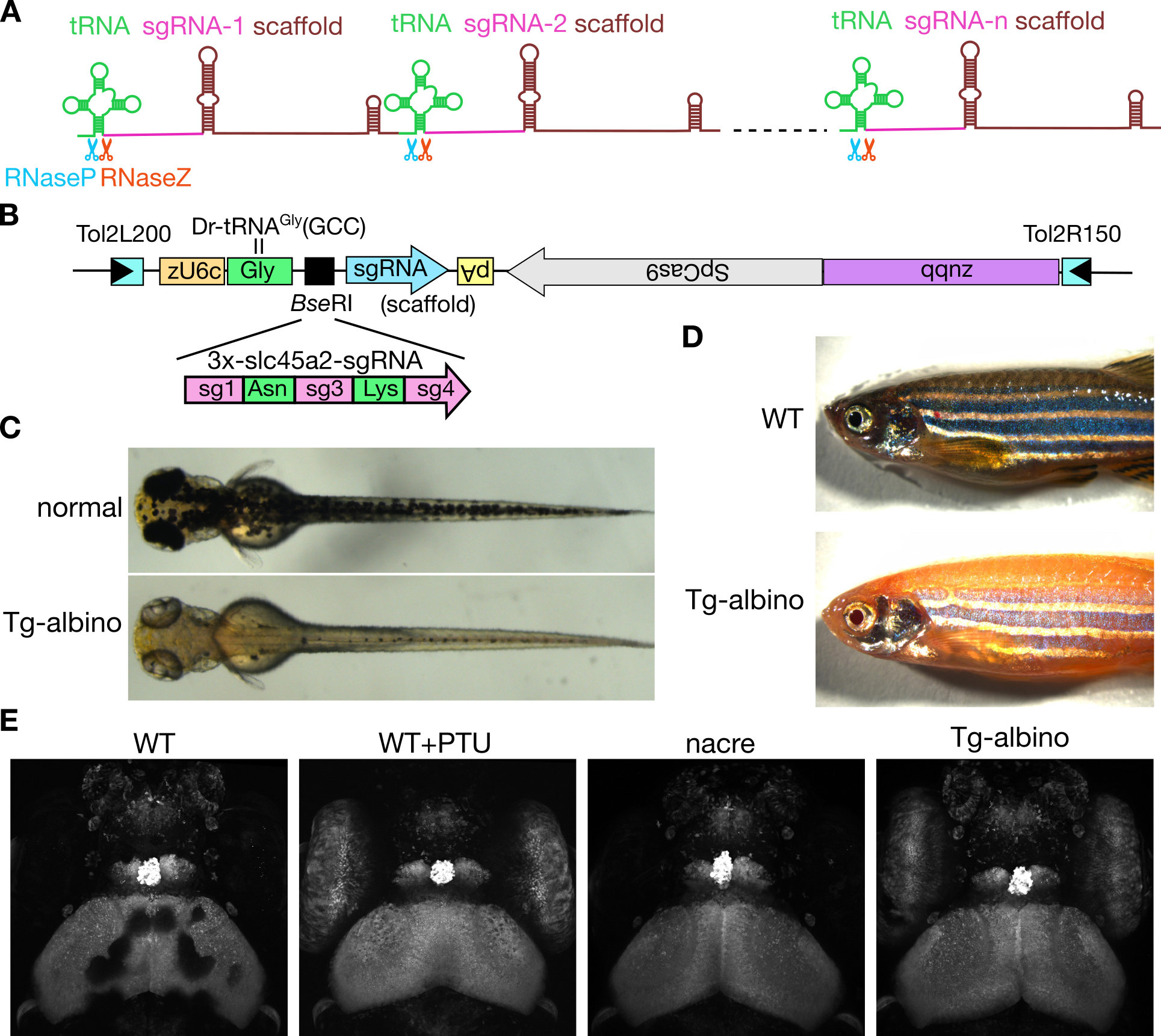 ゼブラフィッシュにおける簡便な複数sgRNA発現方法の開発