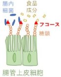 精神的ストレスは腸管上皮の糖鎖構造を変化させる