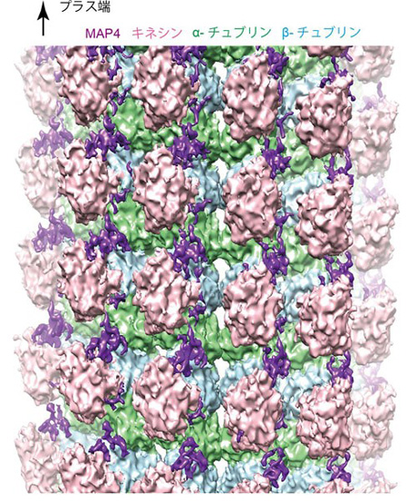 心不全などさまざまな病態を引き起こす 微小管結合タンパク質MAP4の構造を高精度に解明