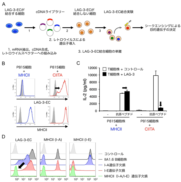PD-1とCTLA-4に続く第3の免疫チェックポイント分子LAG-3による免疫抑制機構を解明