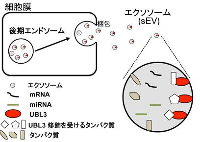 エクソソームへの輸送を担う新しい翻訳後修飾因子UBL3を世界で初めて発見
