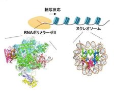 真核生物での遺伝子読み取りの仕組みを解明(クロマチン構造機能研究分野)